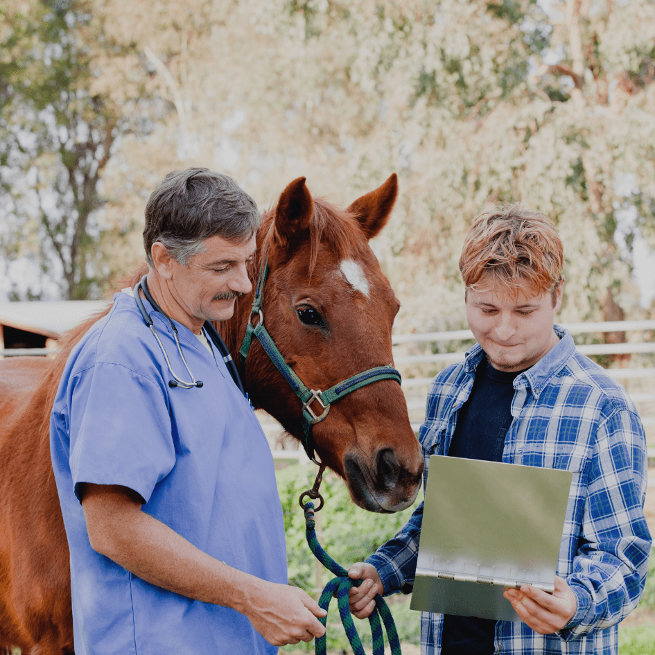 Horse shockwave therapy