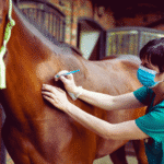 Horse ulcers blood test
