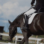 Free walk on a long rein tips