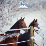 Riding horses in the winter