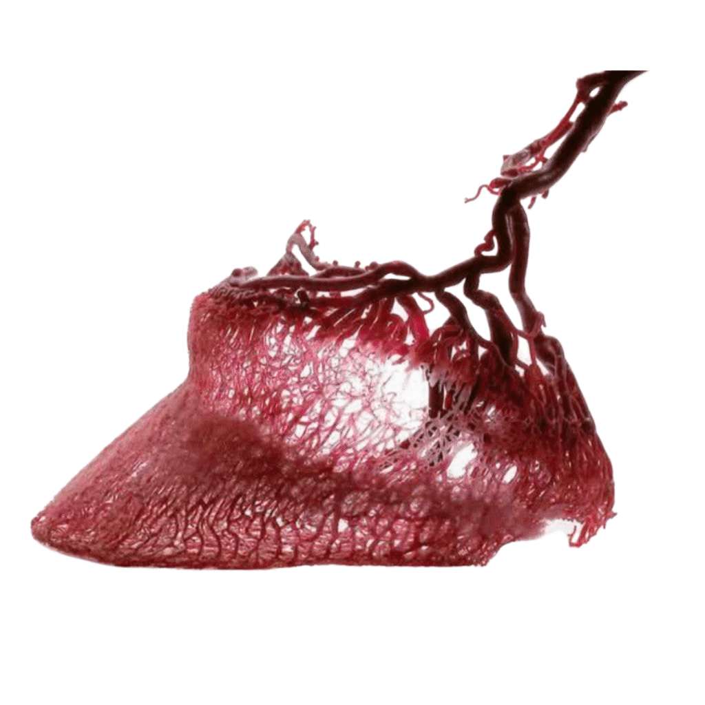 Horse hoof vascular system