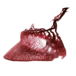 Horse hoof vascular system