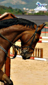 Horse leaning or avoiding the bit
