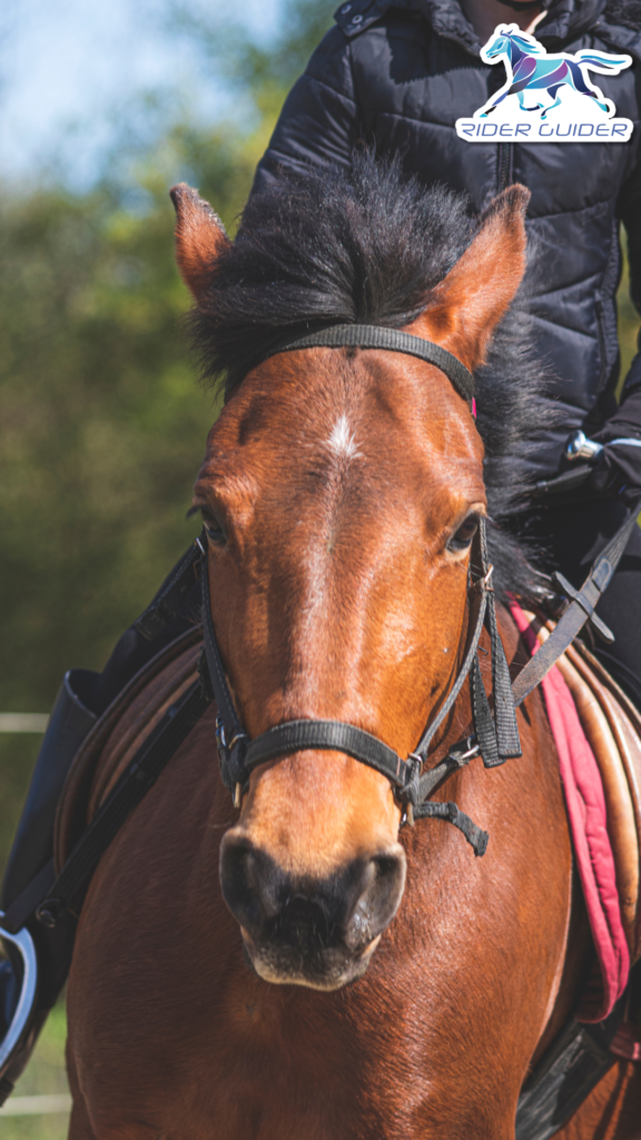 Horse Stiffness